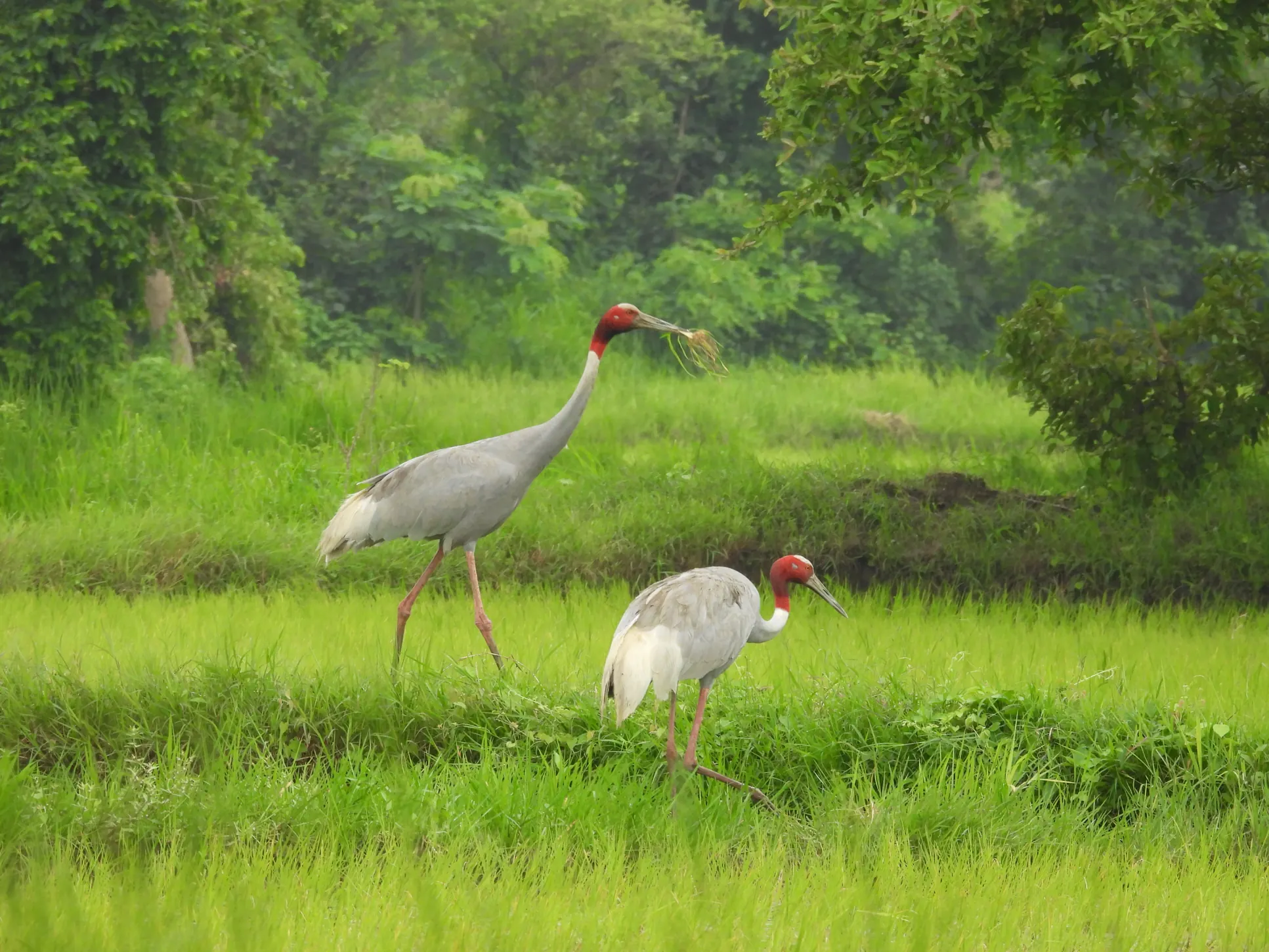 Two Sarus Cranes in a grassy landscape