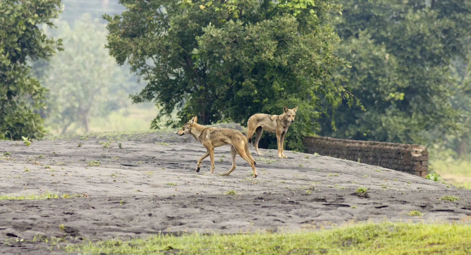 Human–wildlife coexistence