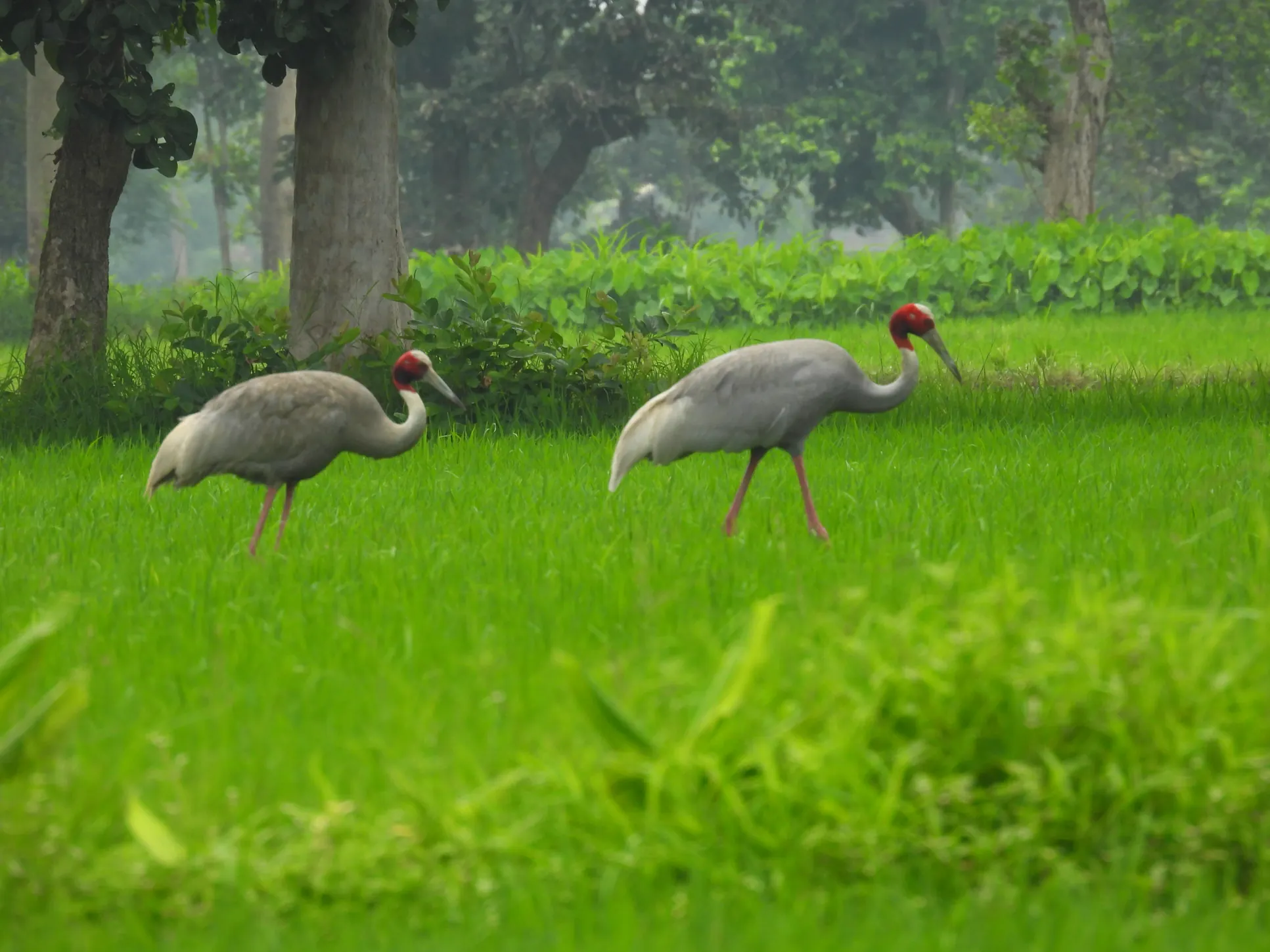 Two Sarus Cranes among fields