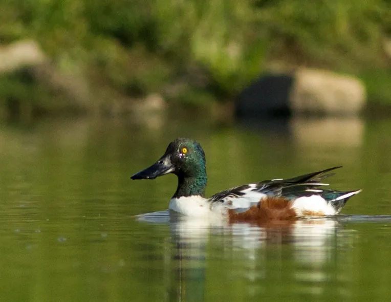 Northern Shoveler on water