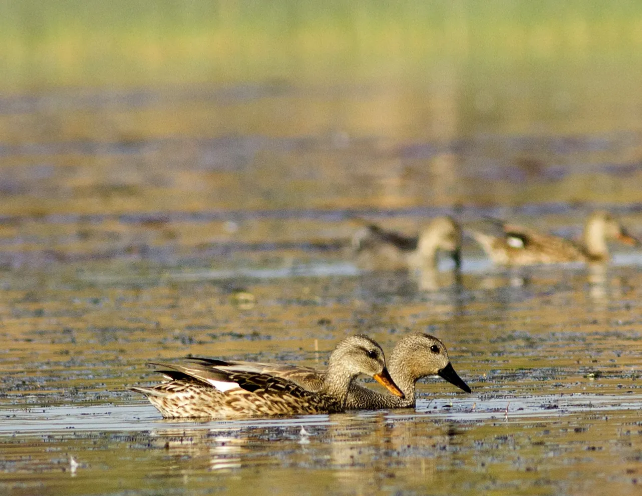 Dabbling ducks in shallow water